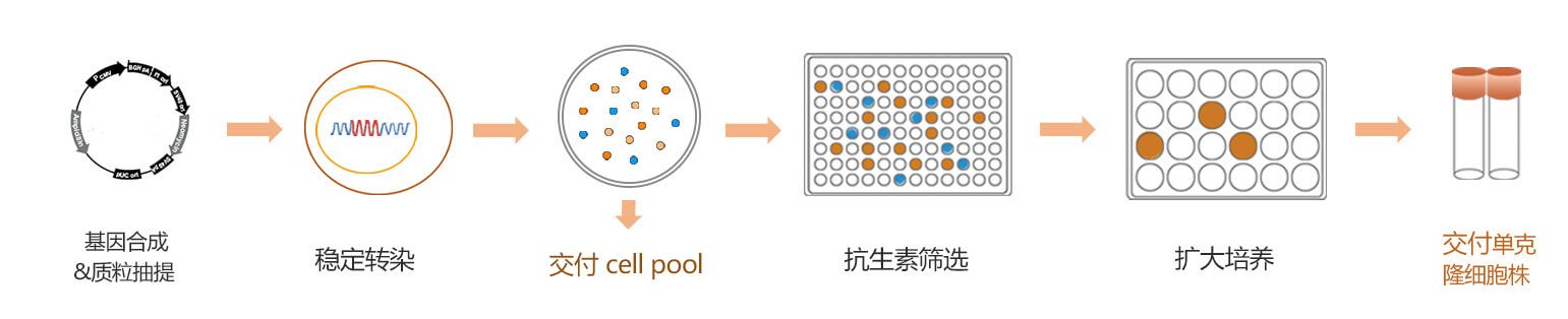 stable-cell-line-m